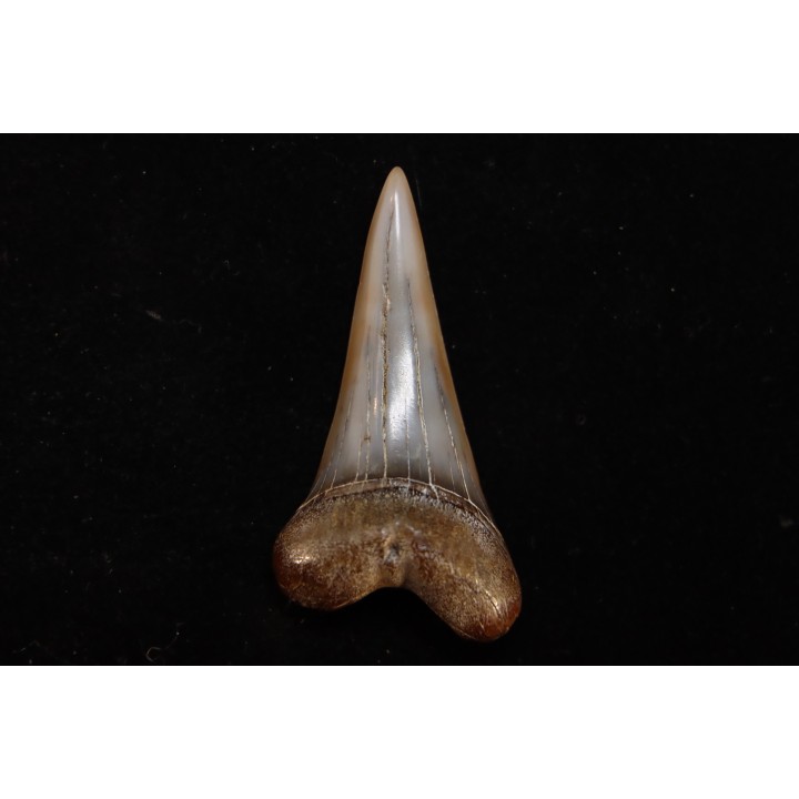 shark tooth: CARCHARODON HASTALIS   Miocene   Bakersfield, California - USA