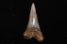 dent de requin: CARCHARODON HASTALIS - Miocène - Bakersfield, Californie - USA