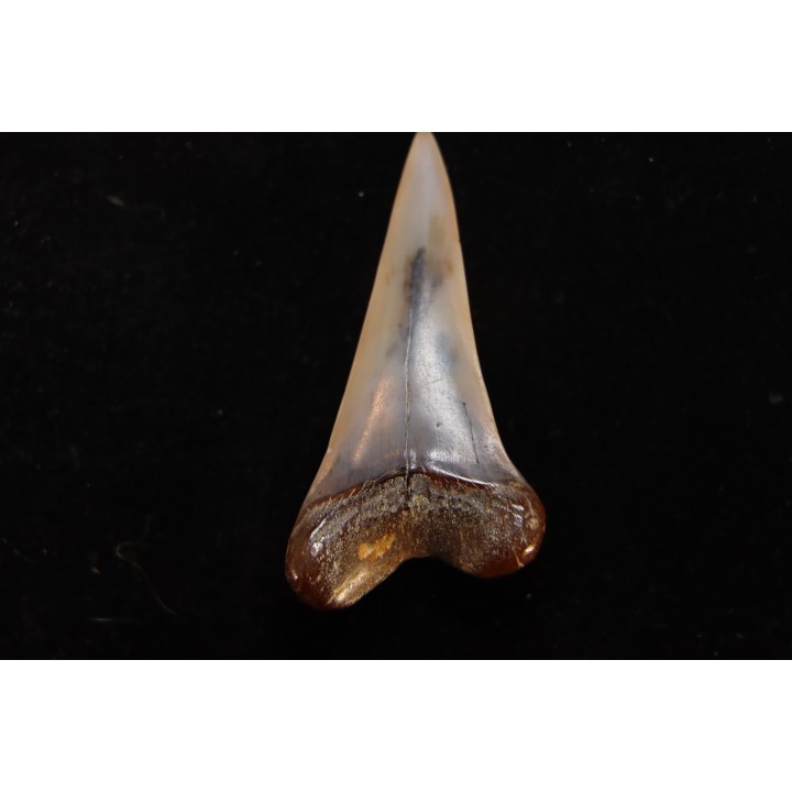 shark tooth: CARCHARODON HASTALIS   Miocene   Bakersfield, California - USA