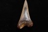 shark tooth: CARCHARODON HASTALIS   Miocene   Bakersfield, California - USA