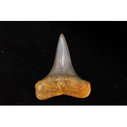 shark tooth: CARCHARODON HASTALIS   Miocene   Bakersfield, California - USA