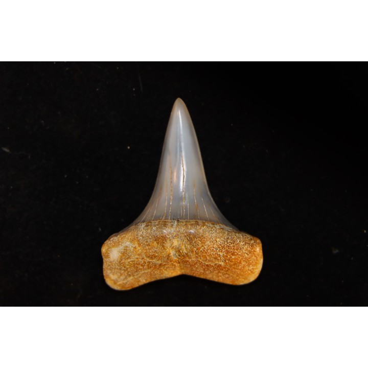 shark tooth: CARCHARODON HASTALIS   Miocene   Bakersfield, California - USA