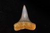 dent de requin: CARCHARODON HASTALIS - Miocène - Bakersfield, Californie - USA