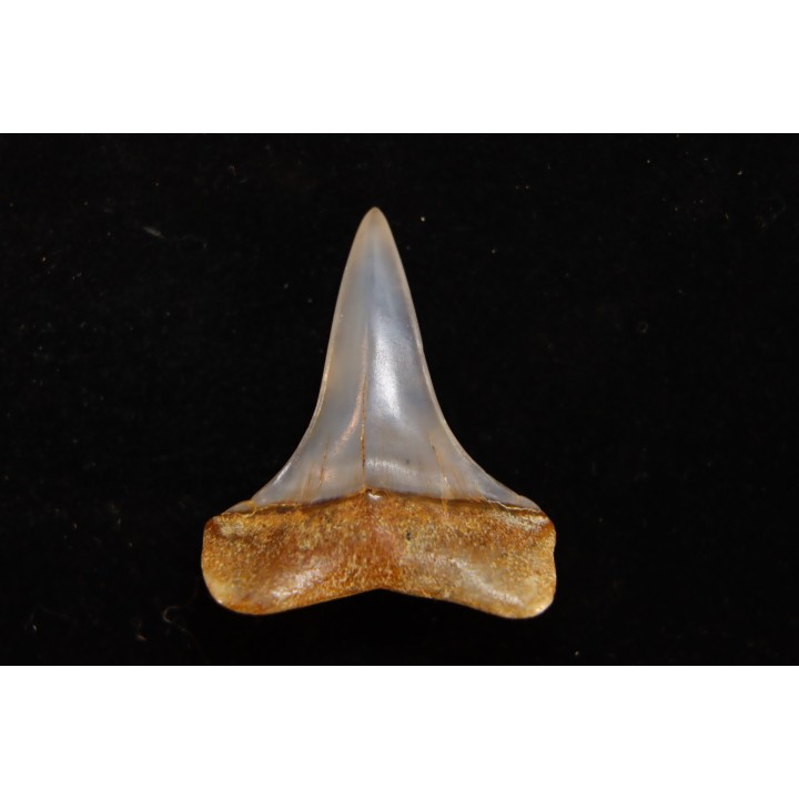 dent de requin: CARCHARODON HASTALIS - Miocène - Bakersfield, Californie - USA