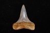 dent de requin: CARCHARODON HASTALIS - Miocène - Bakersfield, Californie - USA