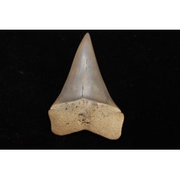 shark tooth: CARCHARODON HASTALIS   Miocene   Bakersfield, California - USA