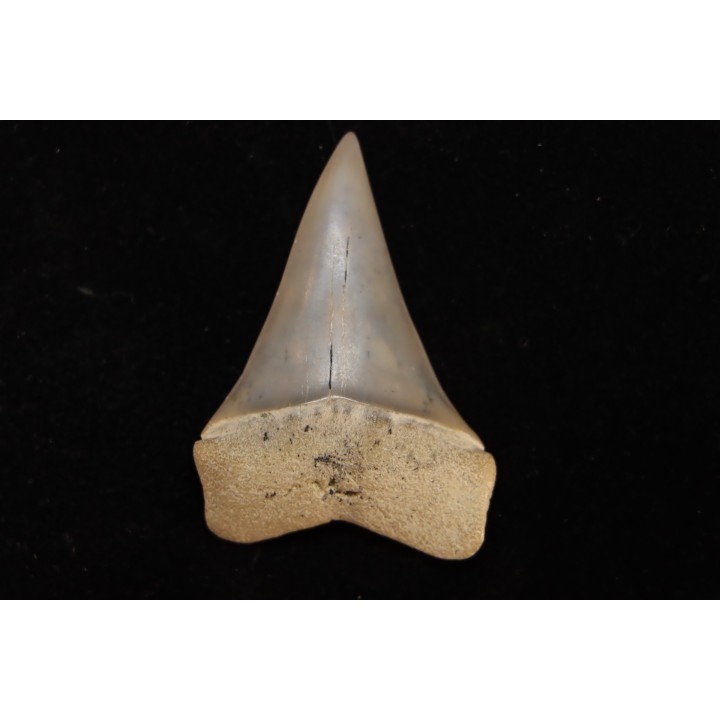 dent de requin: CARCHARODON HASTALIS - Miocène - Bakersfield, Californie - USA