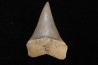 shark tooth: CARCHARODON HASTALIS   Miocene   Bakersfield, California - USA