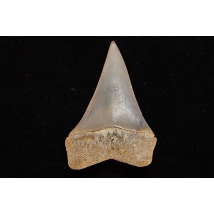 dent de requin: CARCHARODON HASTALIS - Miocène - Bakersfield, Californie - USA