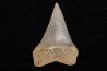 shark tooth: CARCHARODON HASTALIS   Miocene   Bakersfield, California - USA