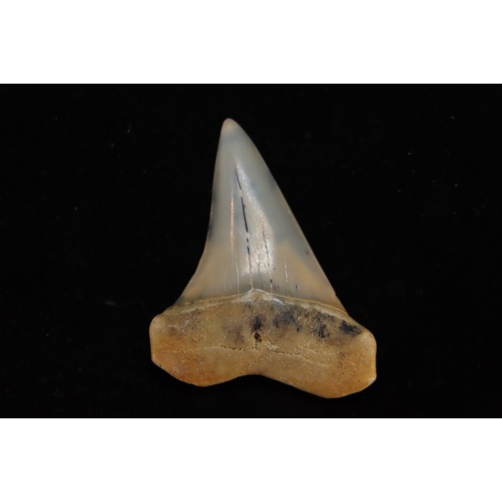 dent de requin: CARCHARODON HASTALIS - Miocène - Bakersfield, Californie - USA