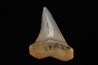 shark tooth: CARCHARODON HASTALIS   Miocene   Bakersfield, California - USA