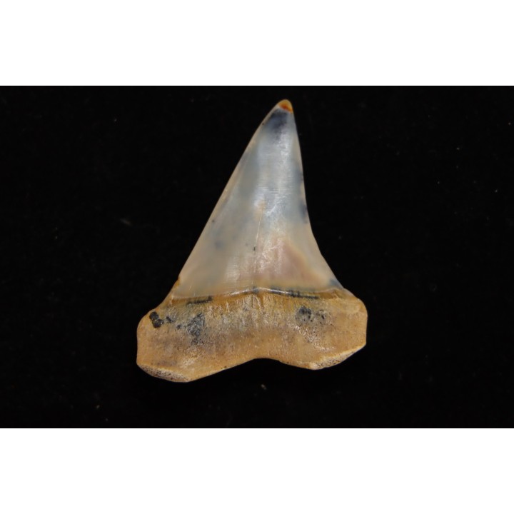shark tooth: CARCHARODON HASTALIS   Miocene   Bakersfield, California - USA