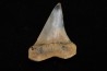 shark tooth: CARCHARODON HASTALIS   Miocene   Bakersfield, California - USA