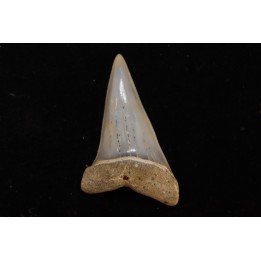 shark tooth: CARCHARODON HASTALIS   Miocene   Bakersfield, California - USA