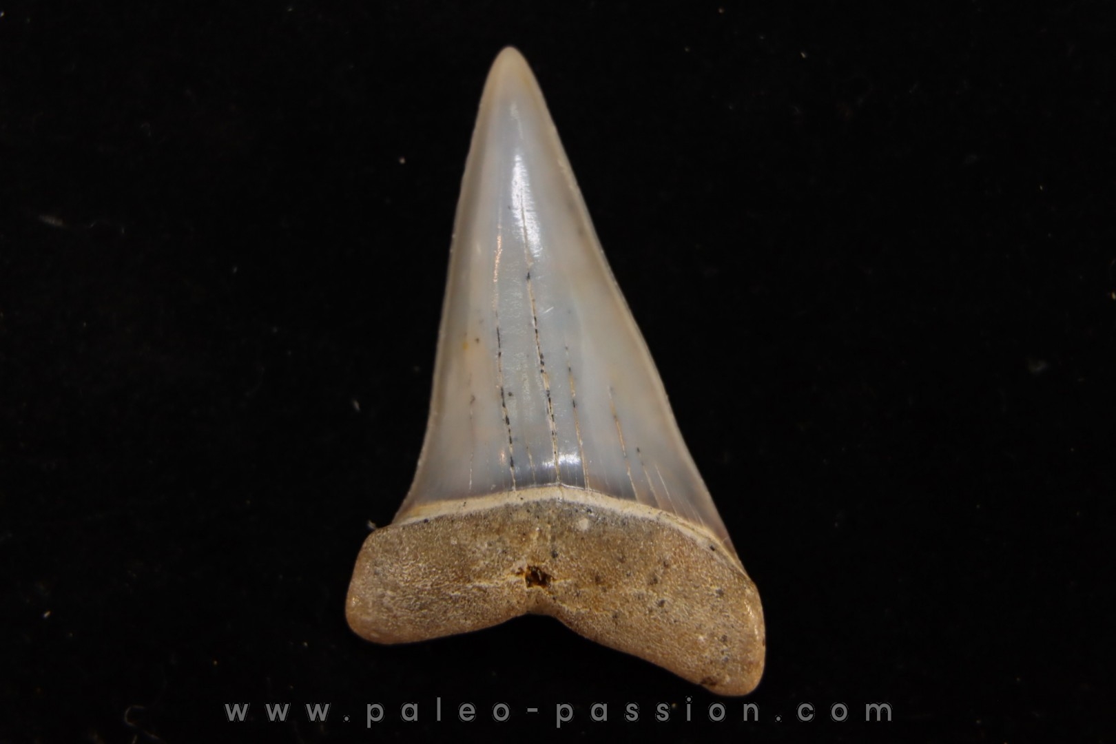 dent de requin: CARCHARODON HASTALIS - Miocène - Bakersfield, Californie - USA