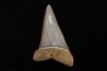 shark tooth: CARCHARODON HASTALIS   Miocene   Bakersfield, California - USA