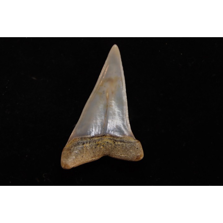 dent de requin: CARCHARODON HASTALIS - Miocène - Bakersfield, Californie - USA