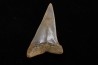 shark tooth: CARCHARODON HASTALIS   Miocene   Bakersfield, California - USA