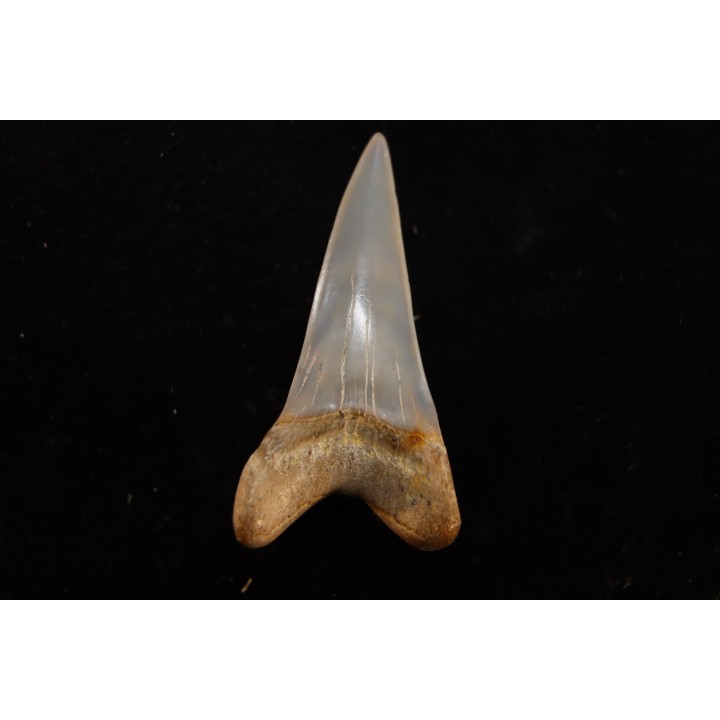 dent de requin: CARCHARODON HASTALIS - Miocène - Bakersfield, Californie - USA