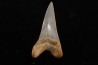dent de requin: CARCHARODON HASTALIS - Miocène - Bakersfield, Californie - USA