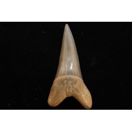 shark tooth: CARCHARODON HASTALIS   Miocene   Bakersfield, California - USA