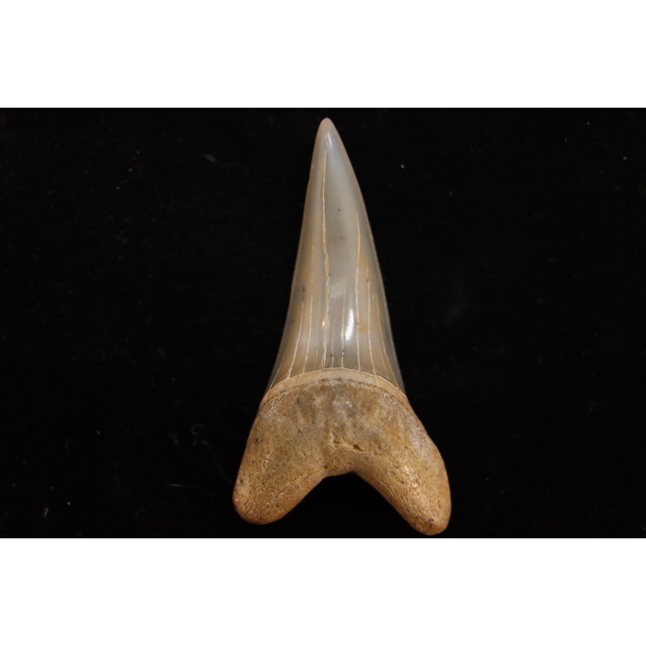 shark tooth: CARCHARODON HASTALIS   Miocene   Bakersfield, California - USA