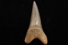 dent de requin: CARCHARODON HASTALIS - Miocène - Bakersfield, Californie - USA