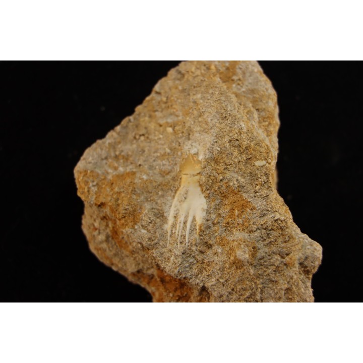 fish: schizorhiza stromeri - Maastrichtian - Oued Zem, MOROCCO