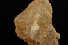schizorhiza stromeri - Maestrichtien - Oued Zem, MAROC