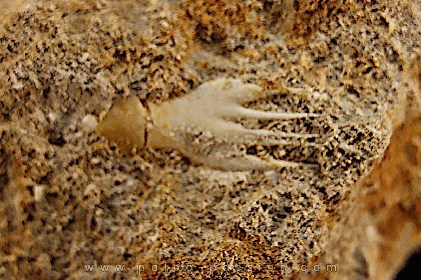 fish: schizorhiza stromeri - Maastrichtian - Oued Zem, MOROCCO