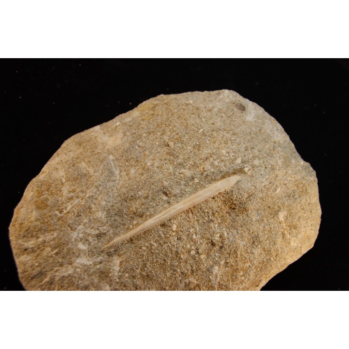aiguillon de raie: MYLIOBATIS sp.  - Ypresien - Oued Zem, Maroc