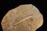 aiguillon de raie: MYLIOBATIS sp. - Ypresien - Oued Zem, Maroc
