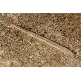 MYLIOBATIS sp. - Ypresian - Oued Zem, Morocco