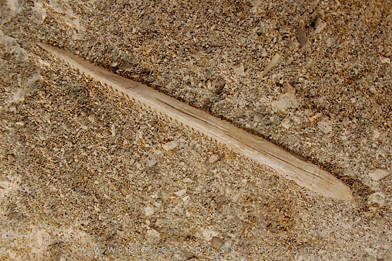 aiguillon de raie: MYLIOBATIS sp. - Ypresien - Oued Zem, Maroc