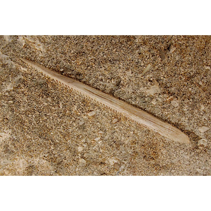 MYLIOBATIS sp. - Ypresian - Oued Zem, Morocco