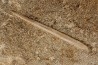 aiguillon de raie: MYLIOBATIS sp. - Ypresien - Oued Zem, Maroc