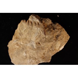 notidanodon loozi