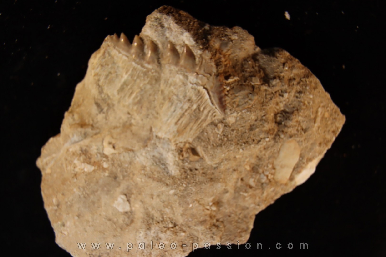 notidanodon loozi