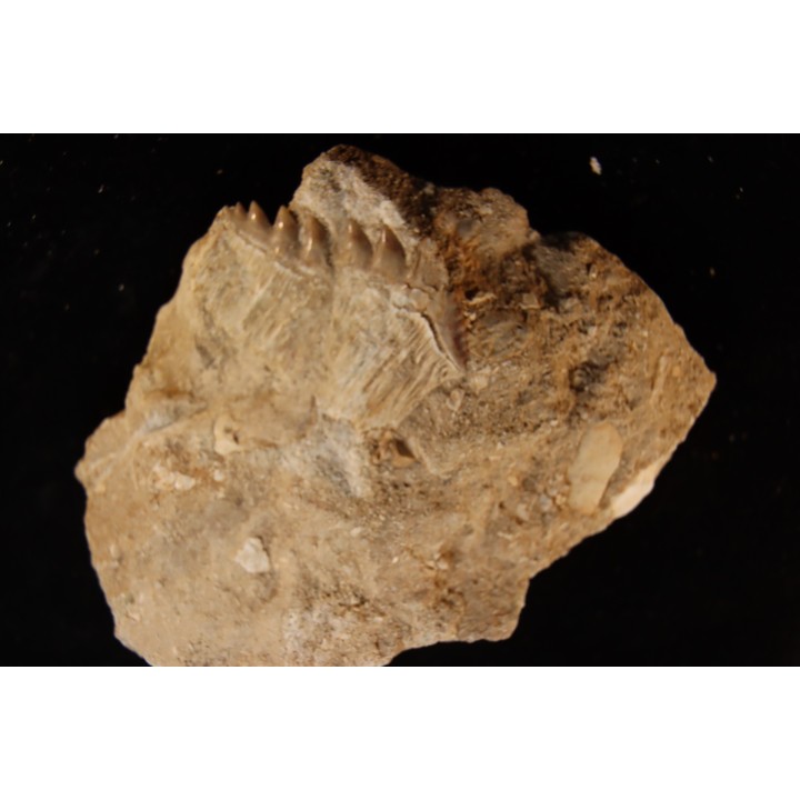 Notidanodon loozi - danien, éocène - Oued Zem, Maroc