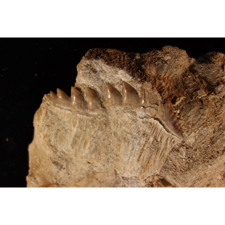 Notidanodon loozi - danien, éocène - Oued Zem, Maroc