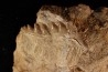 Notidanodon loozi - danien, éocène - Oued Zem, Maroc