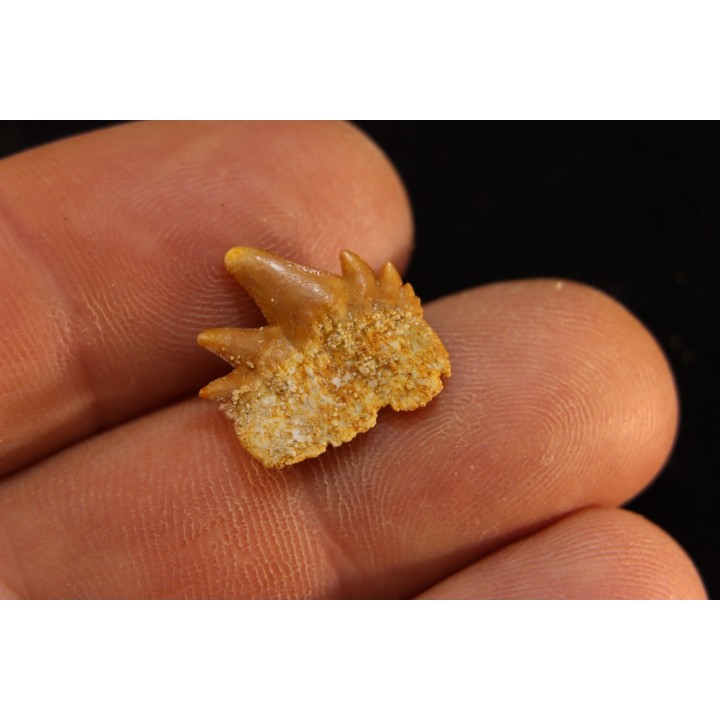 notidanodon loozi