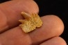Notidanodon loozi - danien, éocène - Oued Zem, Maroc