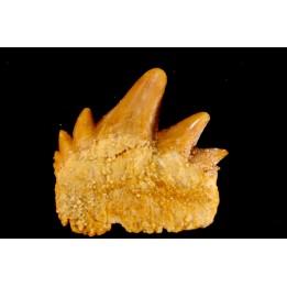 notidanodon loozi