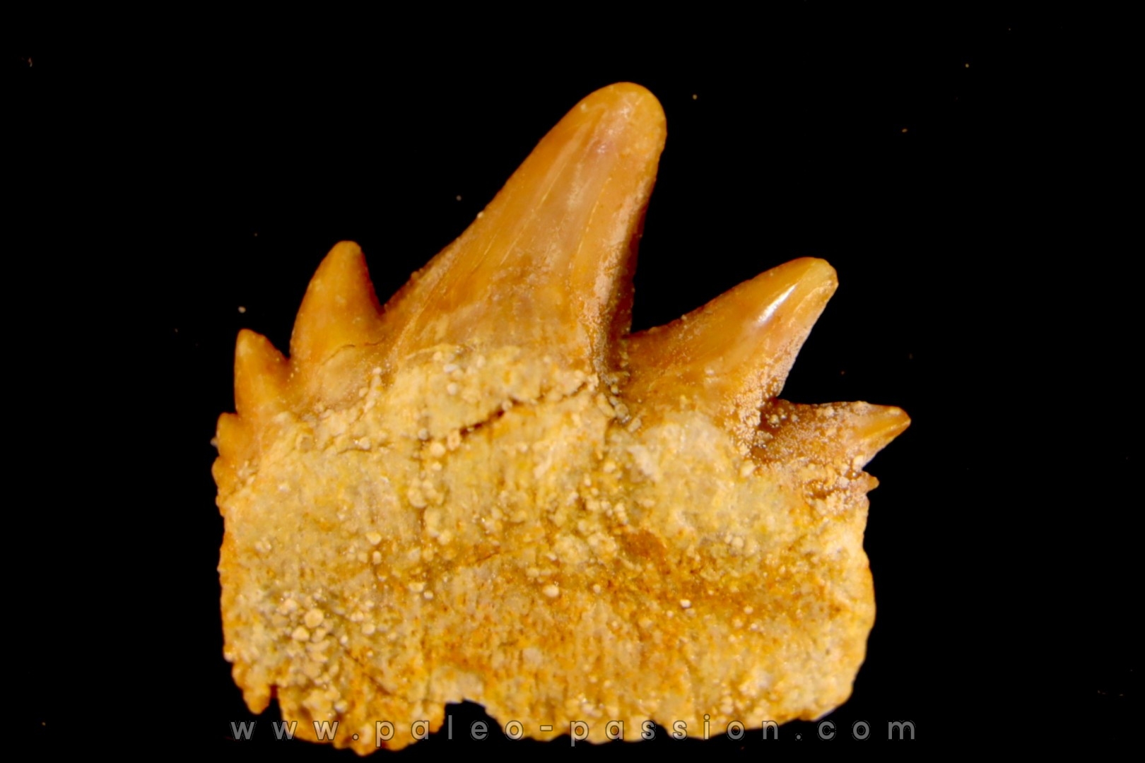 notidanodon loozi