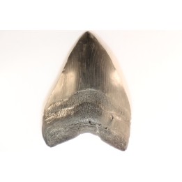 shark teeth: CARCHARODON MEGALODON