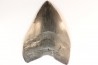 shark teeth: CARCHARODON MEGALODON