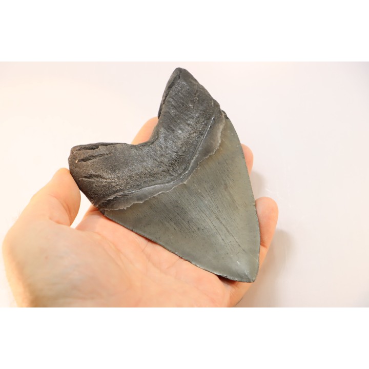 dent de requin: CARCHARODON MEGALODON