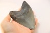 shark teeth: CARCHARODON MEGALODON